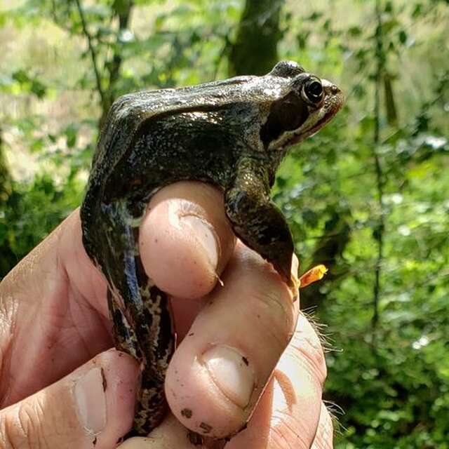 Les glutineux à la tourbière des Dauges