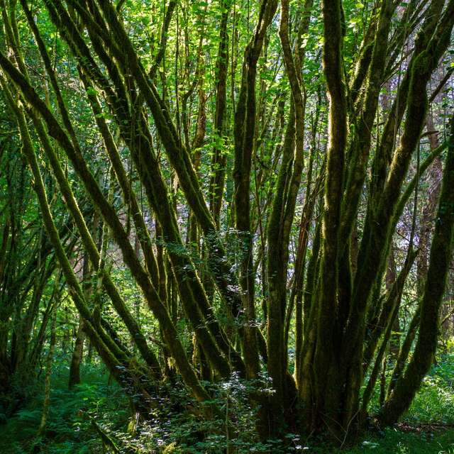 La forêt de Ligoure