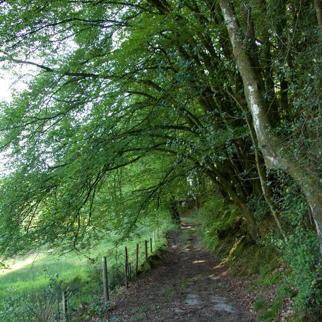 Tourbière des Dauges : promenons-nous dans les bois