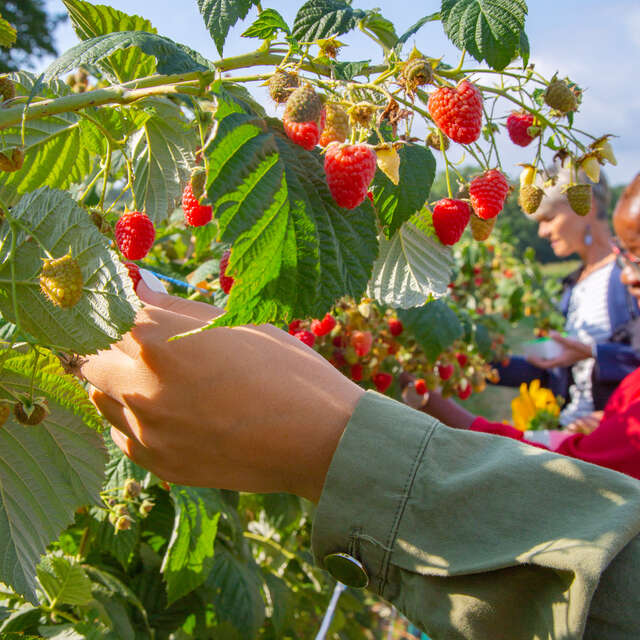 Atelier à la ferme, cueillette et coulis de framboises bio à La Ferme de Fardissou
