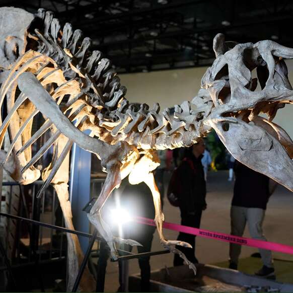 Le Musée Éphémère® des dinosaures - Parc des Expositions - Limoges