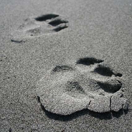 Animation Nature - Traces et empreintes - Limoges