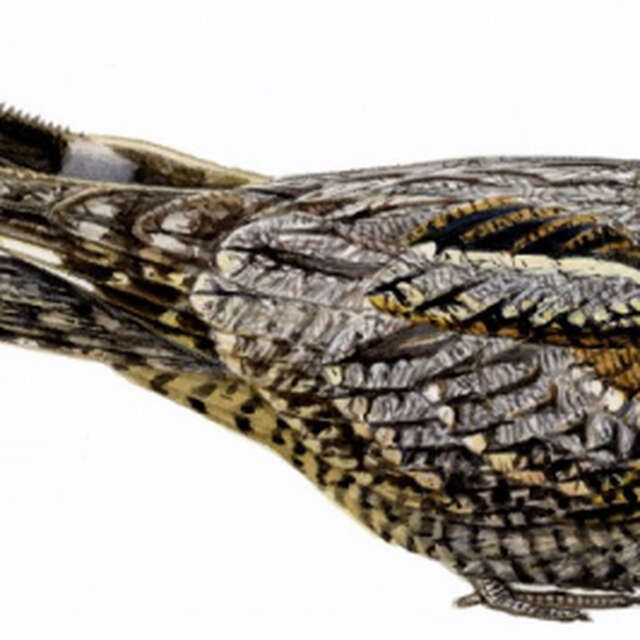 Tourbière des Dauges : le tête chèvre n’aime pas le lait