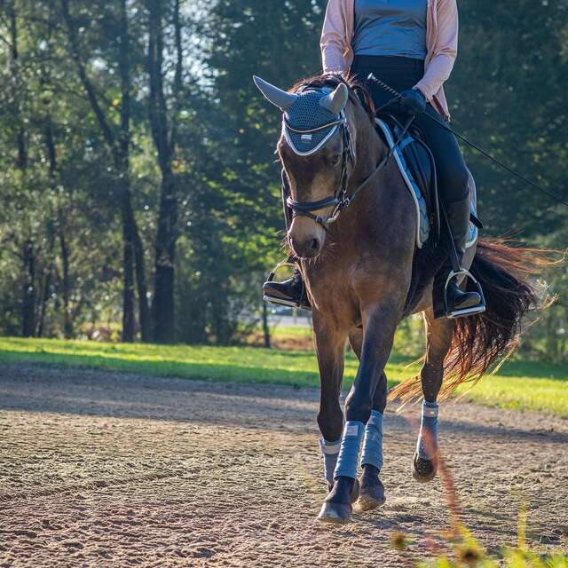 Entraînement CSO Type jour de concours