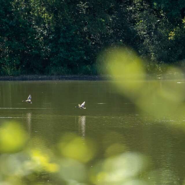 Observation des oiseaux d'eau sur l'étang de la Pouge
