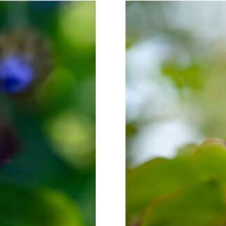 Exposition les "Arbres joie" à la galerie Felgines