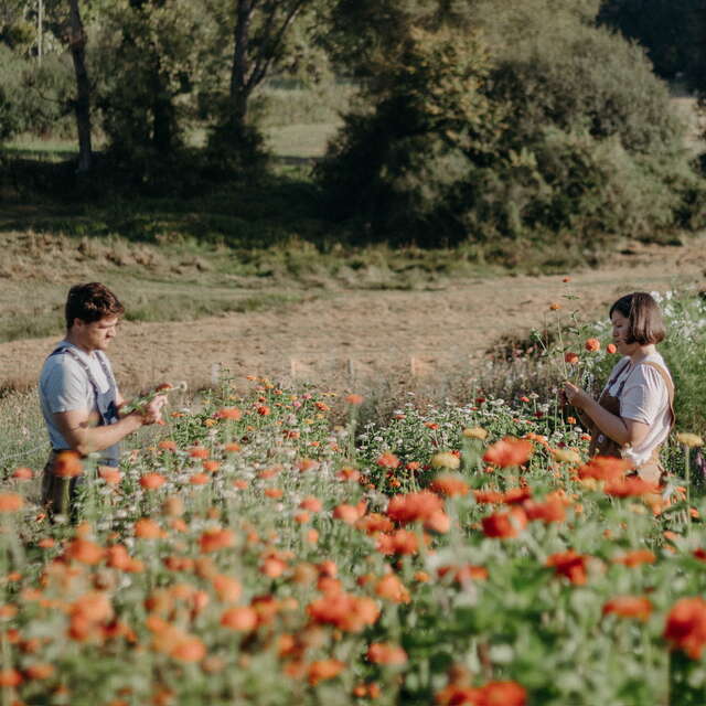 Hipollène ferme florale