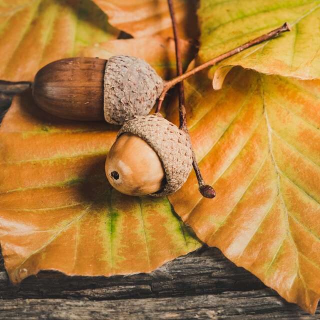Foire d'automne