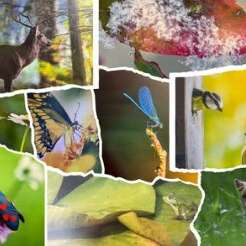 Exposition, trésors naturels du Limousin au Foyer Rural
