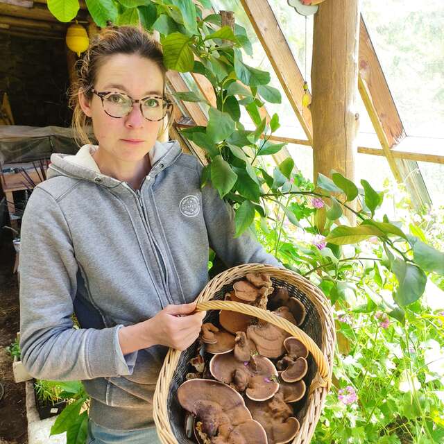Atelier de production de champignons