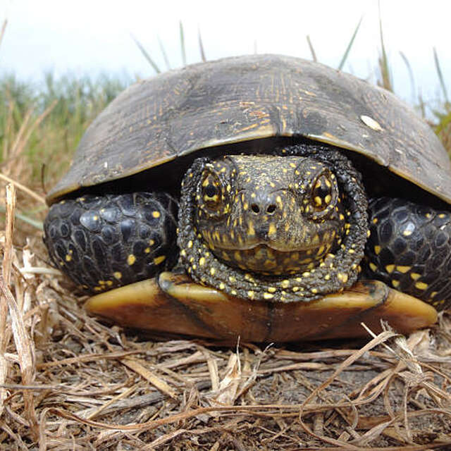 Parlons Nature : la cistude d'Europe, une tortue limousine !