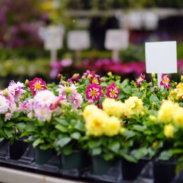 Le Printemps d'Arliquet