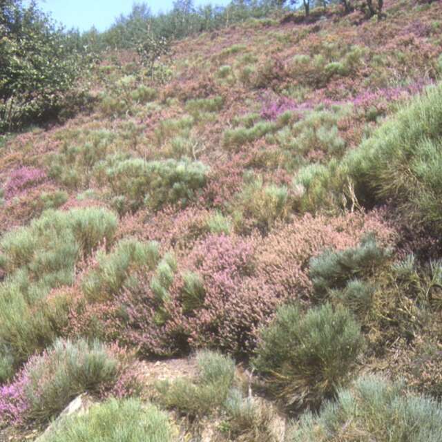 A la découverte de la flore du Mont Gargan