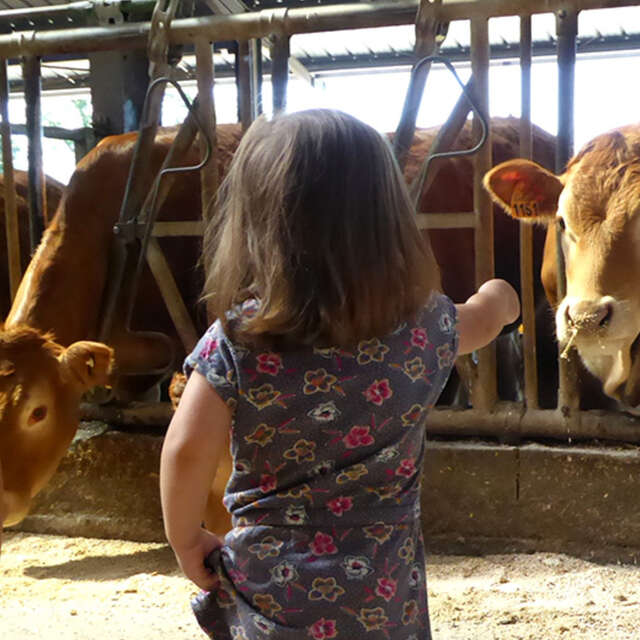 Ferme bovins Lavaud Pacaud