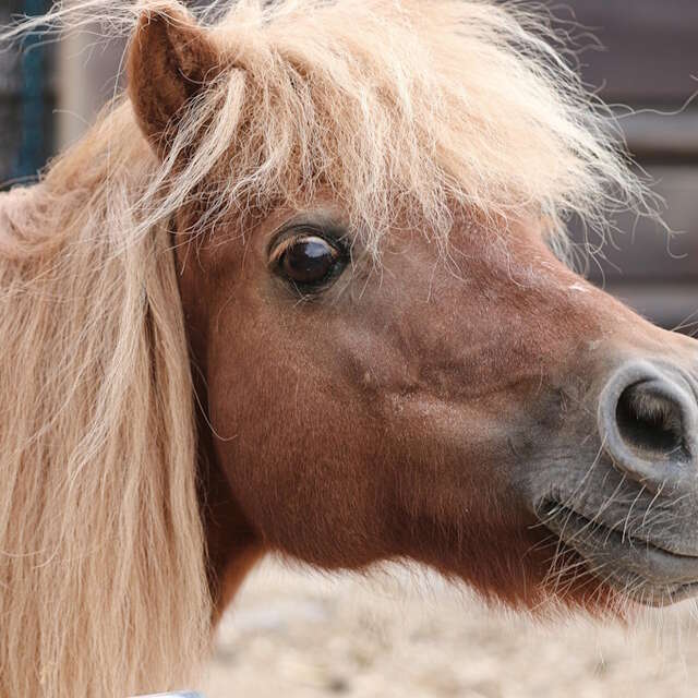 Escape Game Equestre