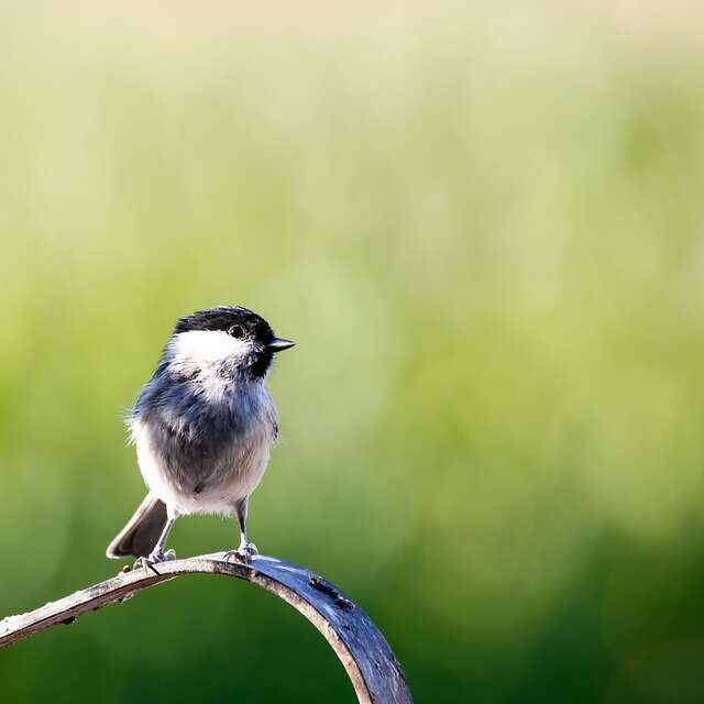 Atelier à la ferme: fabrication de mangeoire à oiseaux et boule de graines