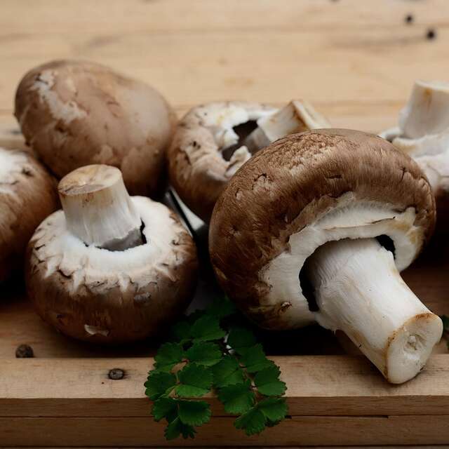 Balade nature : les champignons