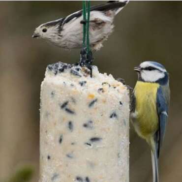 Atelier : Miam Miam pour les piafs