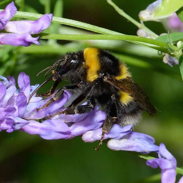 En quête des insectes pollinisateurs !