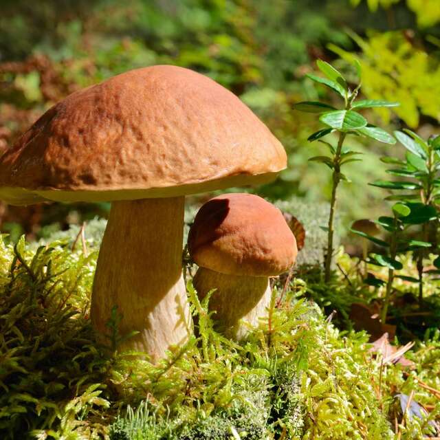 Nom d'un petit champignon !
