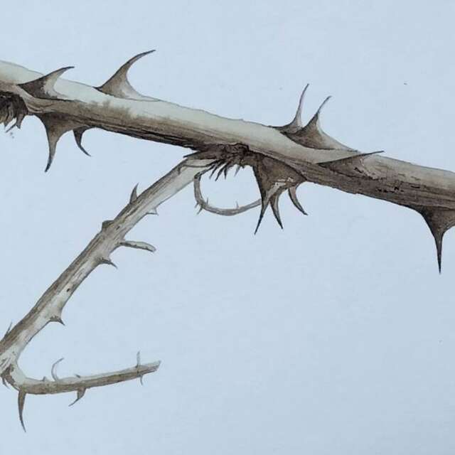 Exposition - Les murmures du vivant