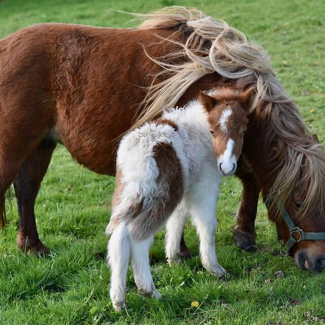 Escape pony game