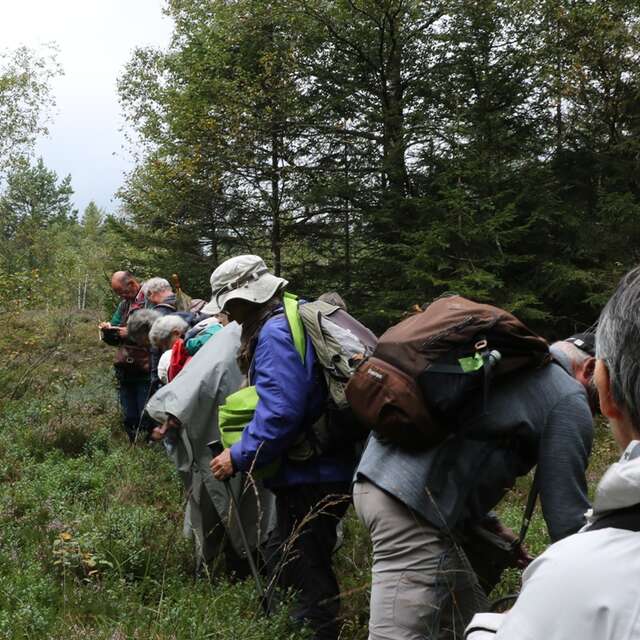 Stage botanique de terrain avec la Garance Voyageuse