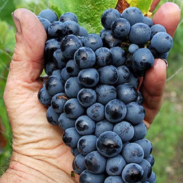 Domaine Sauvète