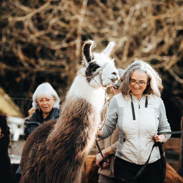 Lama Émoi