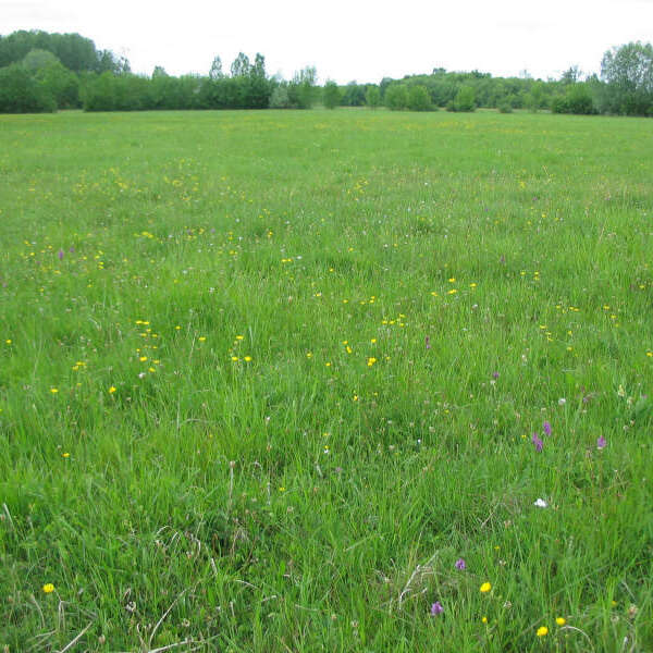 Prairies du Fouzon - Conservatoire d'espaces naturels Centre-Val de Loire