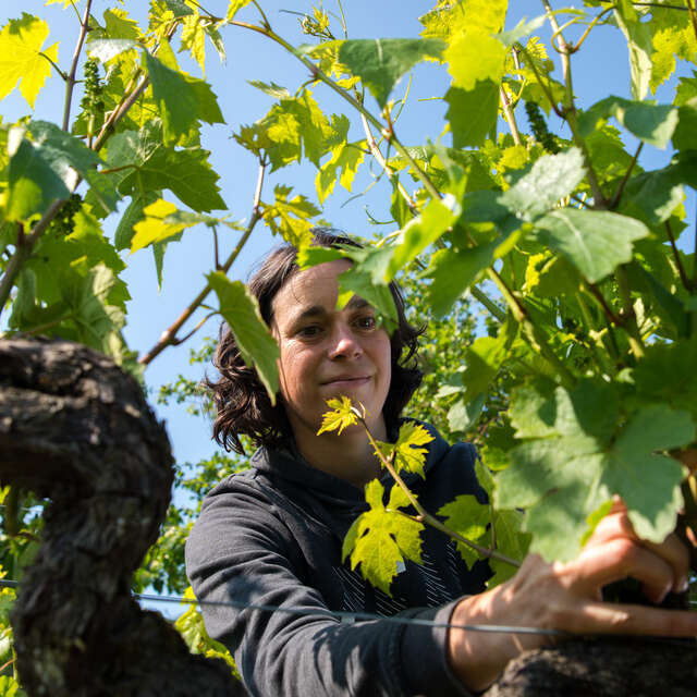 Activités Oenotouristiques au Domaine Sauvète