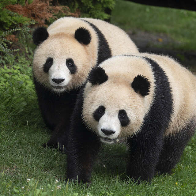 ZooParc de Beauval
