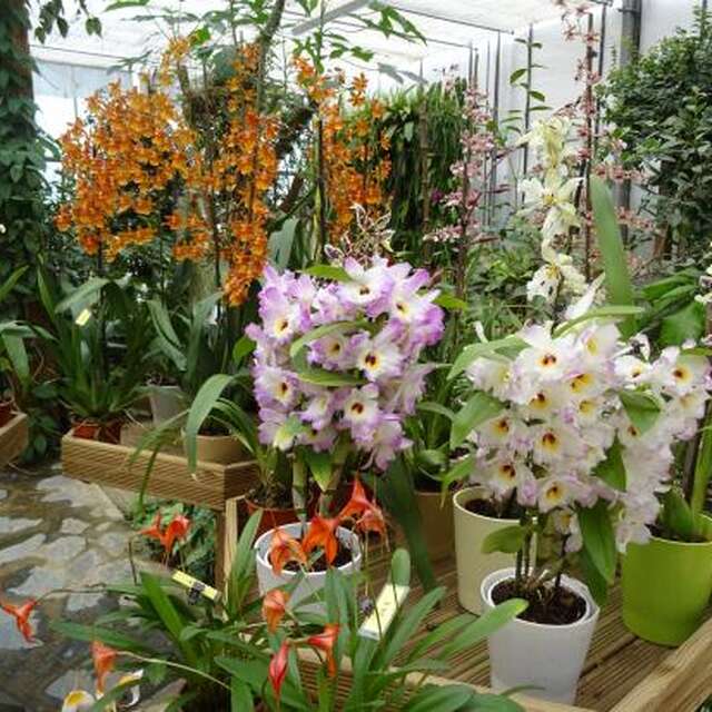 L'orchidium