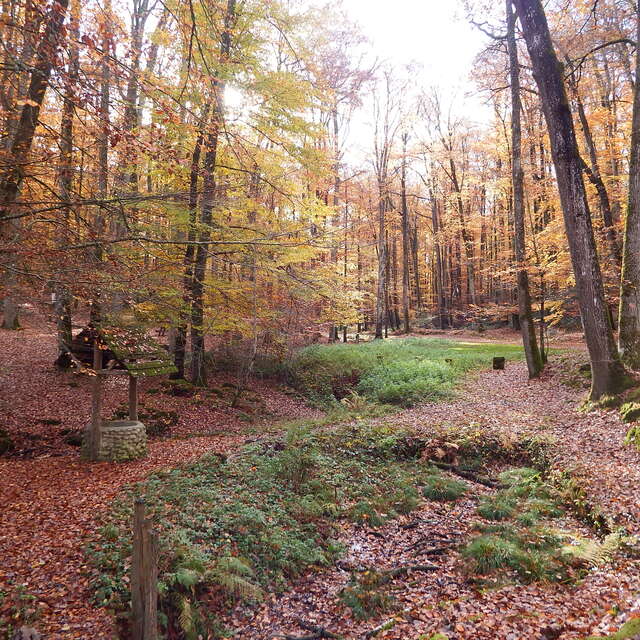 Saint Vincent-du-Lorouër - En forêt de Bercé