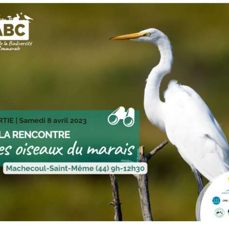 À LA RENCONTRE DES OISEAUX DU MARAIS