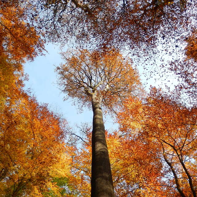 Mayet - Le tour du pylône par la forêt de Bercé