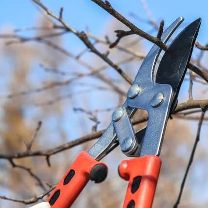 Atelier taille des fruitiers