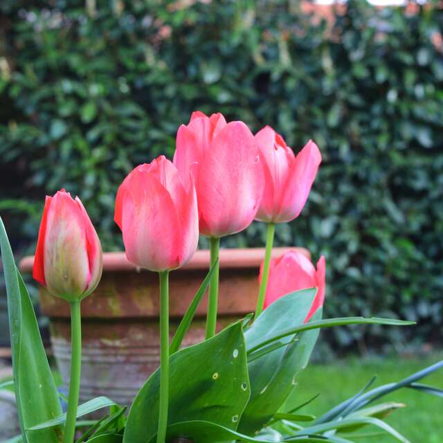 BIENVENUE DANS MON JARDIN AU NATUREL