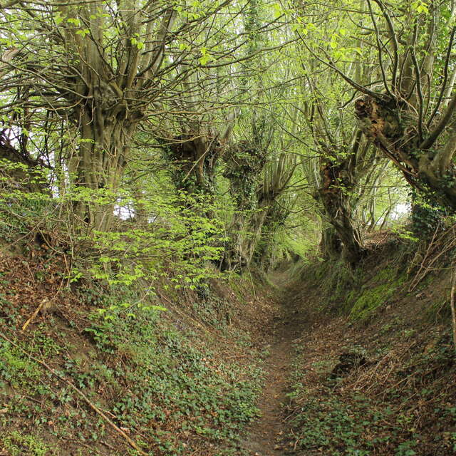 L'allée des Trognes