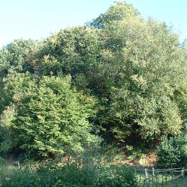 MOTTE FÉODALE DE L'ÉCLUSE - BUTTE À LA DIABLESSE