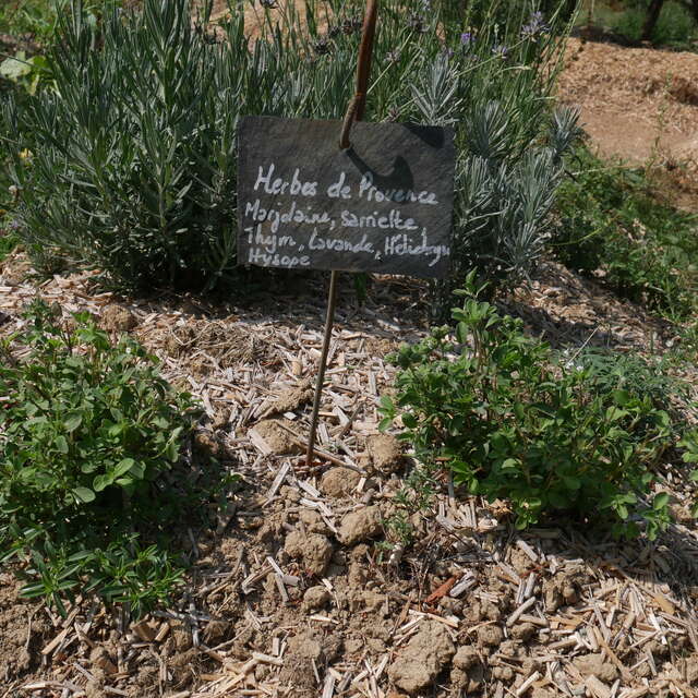 PLANTES DES ALPES MANCELLES