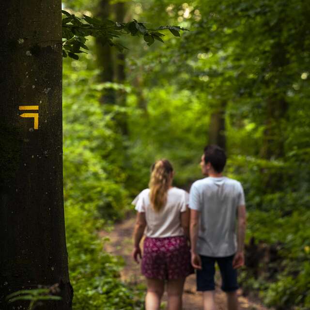 Le bois de Roussigny