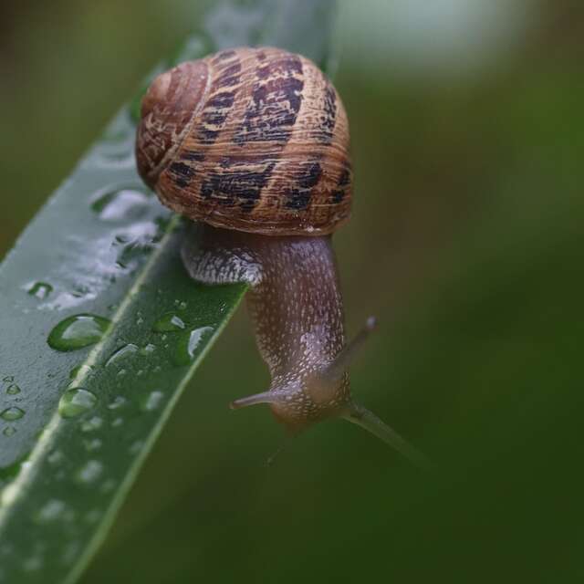 LIMERO L'ESCARGOT MAYENNAIS