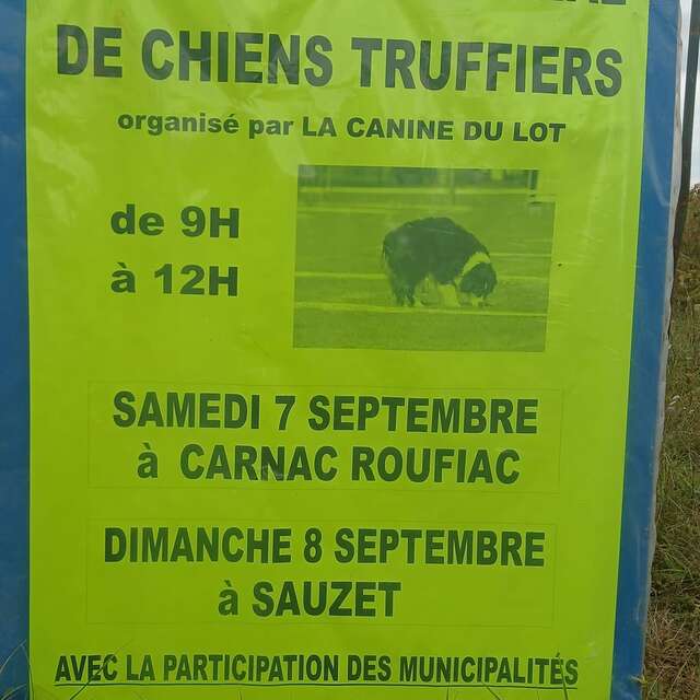 Concours national de chiens truffiers