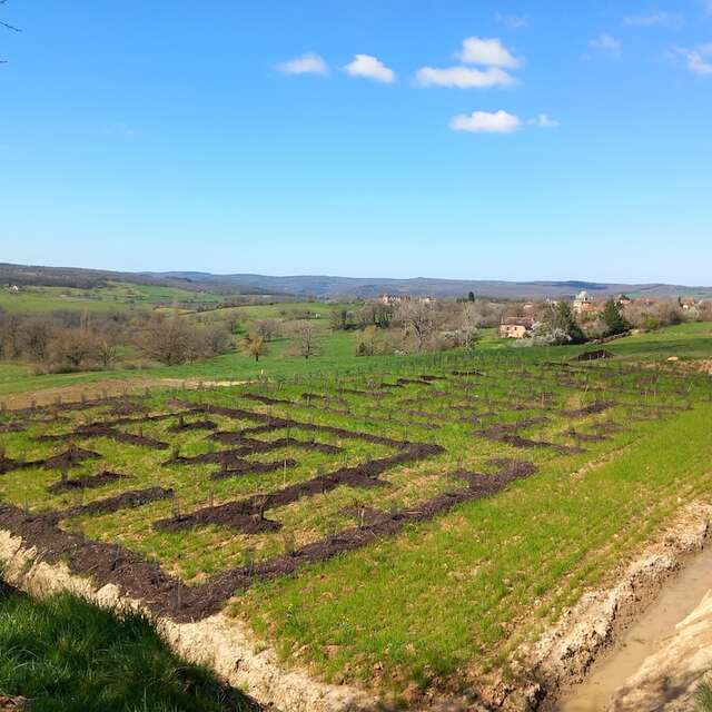 Visite découverte des Jardins labyrinthes mellifériques à Causse et Diège
