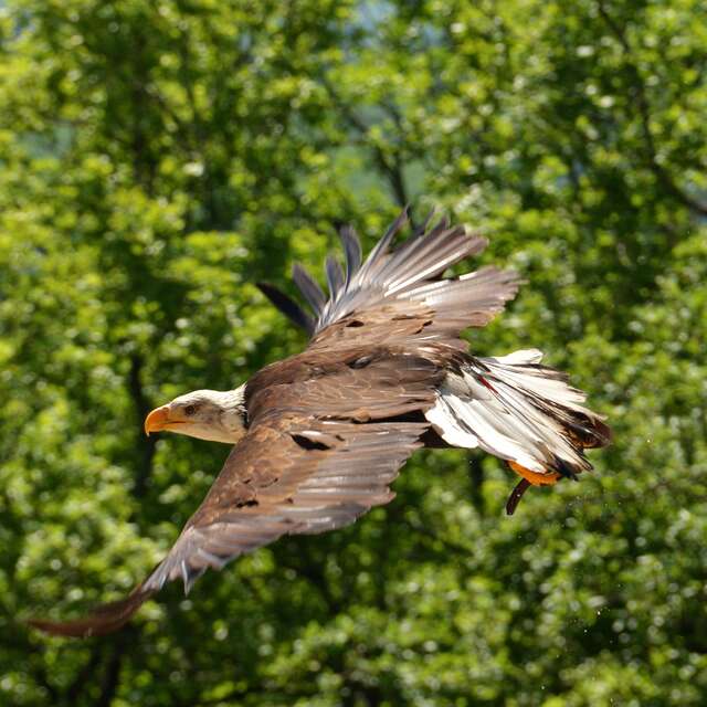 Ecoparc du Rocher des Aigles