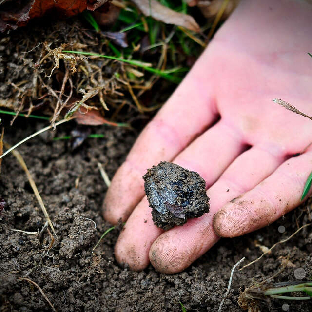 3ème Marché primé aux truffes