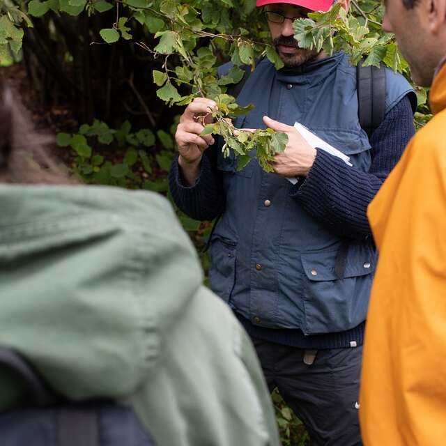 Sortie botanique : Plantes sauvages comestibles et médicinales