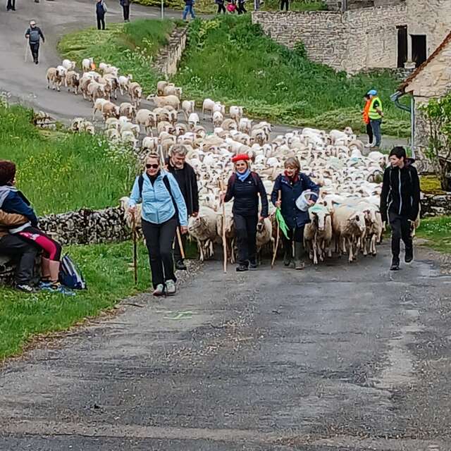 Repas de la Transhumance, à Séniergues