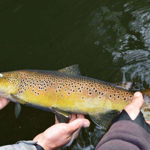 Adrien Sauvestre - Moniteur Guide de pêche